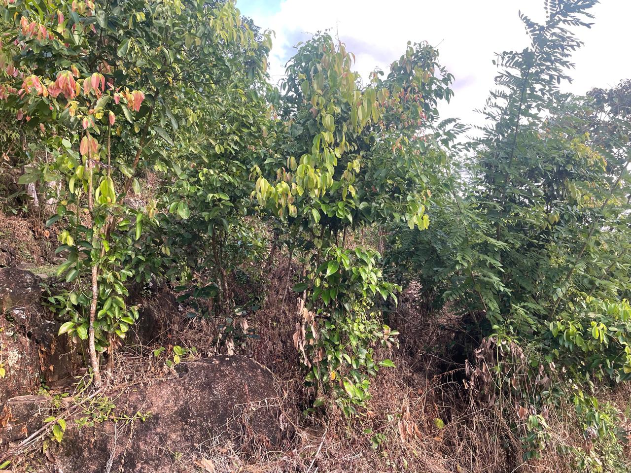 අක්කර 18.5 ක කුරුඳු රබර් ඇතුලු මිශ්‍ර බෝග සහිත ඉඩම විකිණීමට