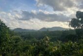 අක්කර 18.5 ක කුරුඳු රබර් ඇතුලු මිශ්‍ර බෝග සහිත ඉඩම විකිණීමට