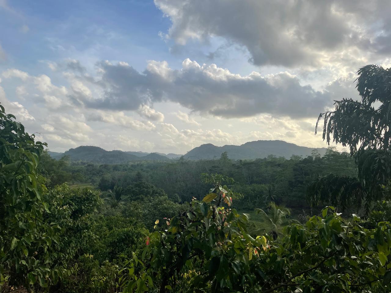 අක්කර 18.5 ක කුරුඳු රබර් ඇතුලු මිශ්‍ර බෝග සහිත ඉඩම විකිණීමට