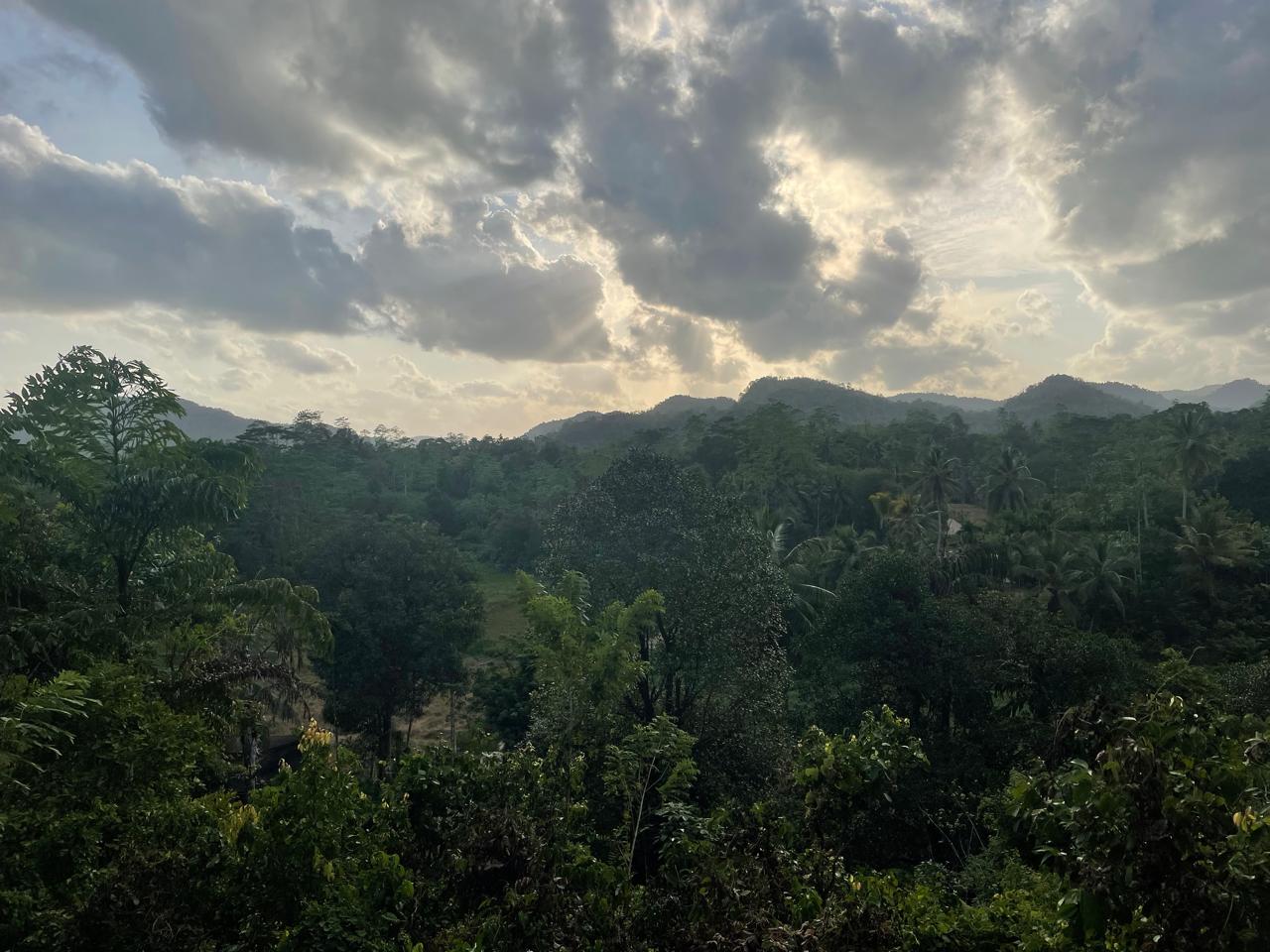 අක්කර 18.5 ක කුරුඳු රබර් ඇතුලු මිශ්‍ර බෝග සහිත ඉඩම විකිණීමට