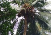 Land with House for Sale Narammala
