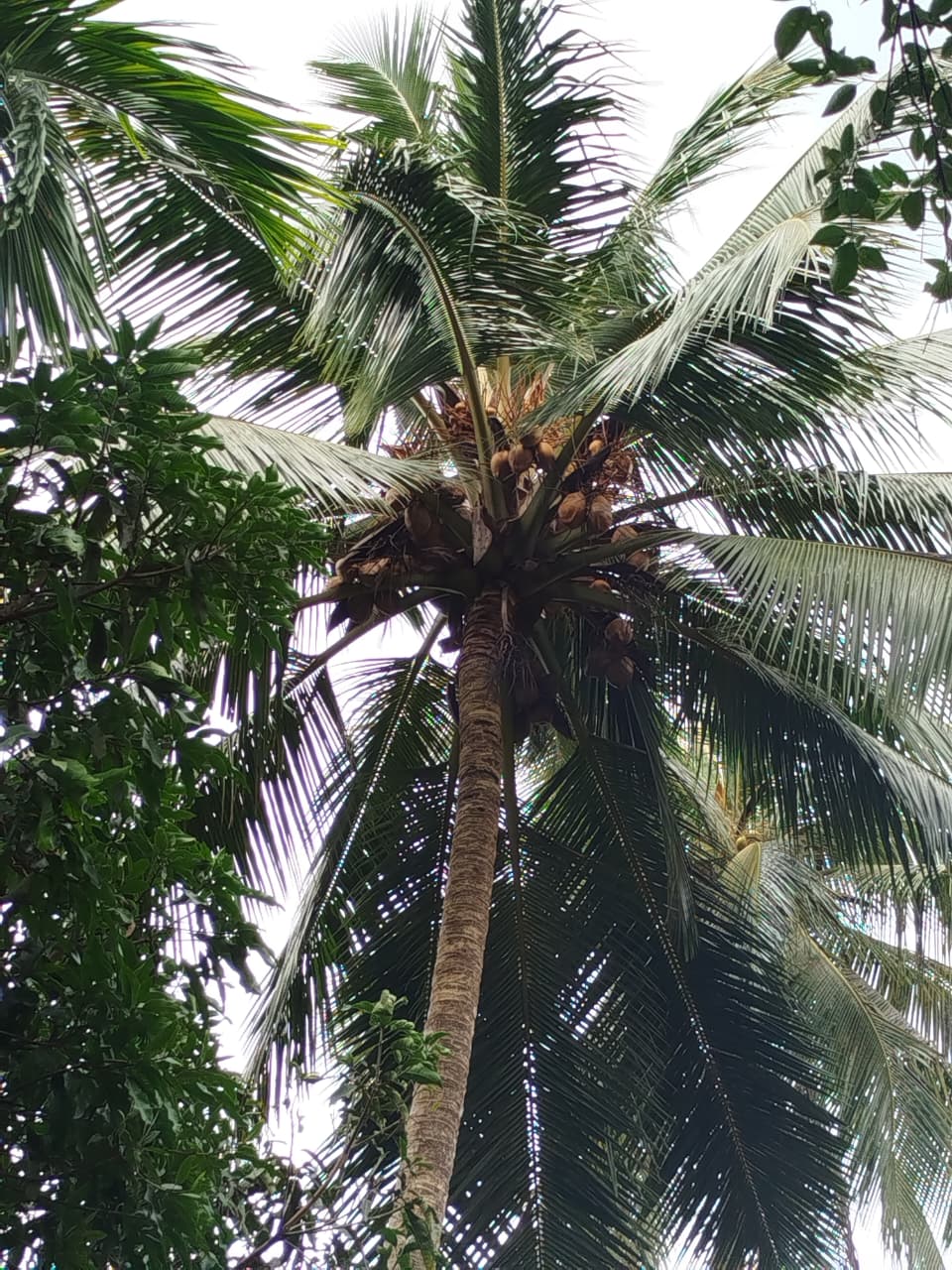 Land with House for Sale Narammala