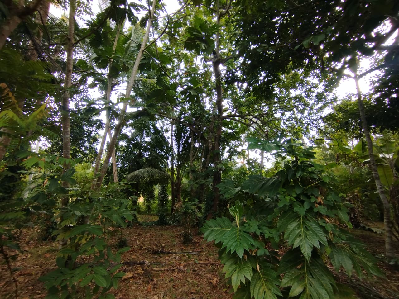 Land with House for Sale Narammala