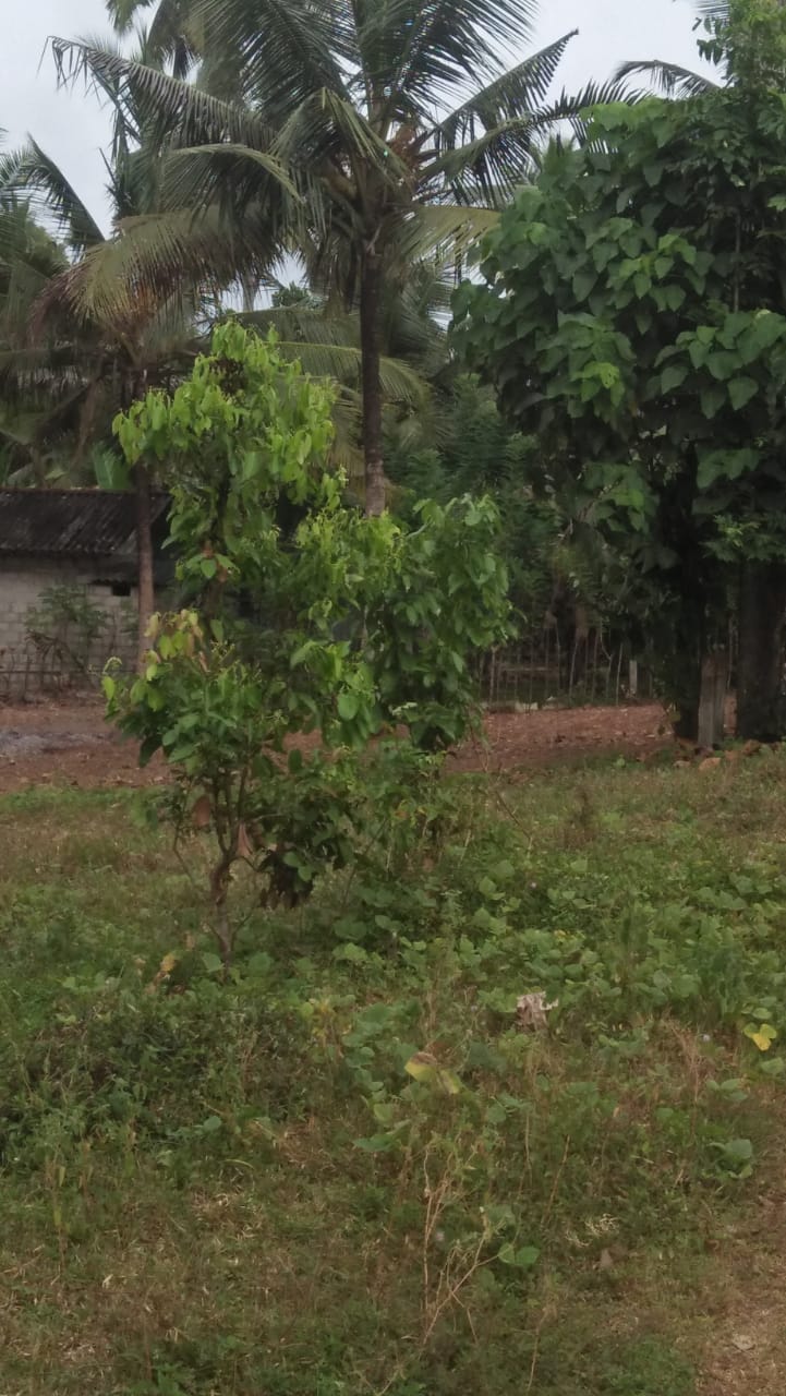 Land for Sale in Wadduwa
