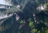 Land with House in Matale