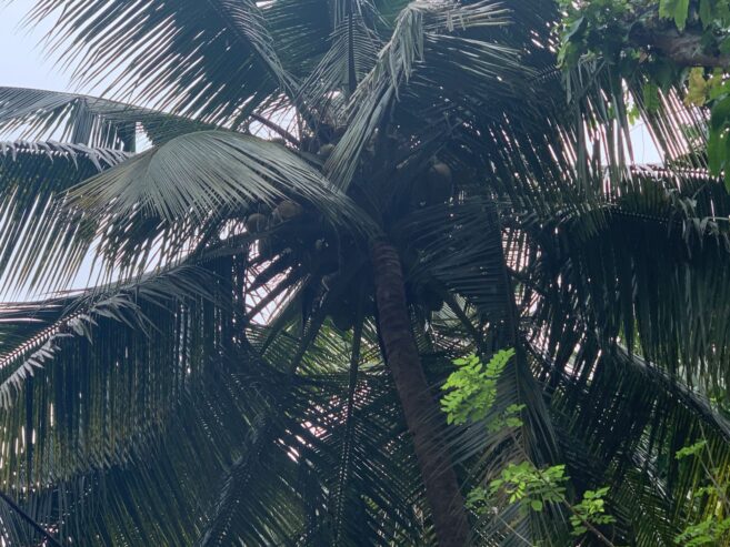 Land with House in Matale