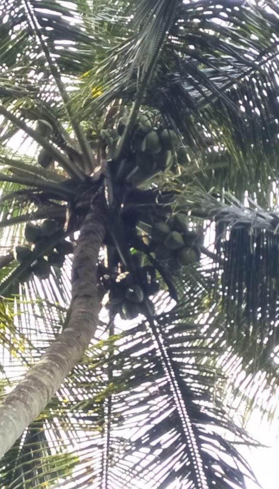 Land for Sale in Rattota, Matale