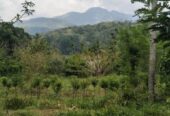 Land for Sale in Rattota, Matale