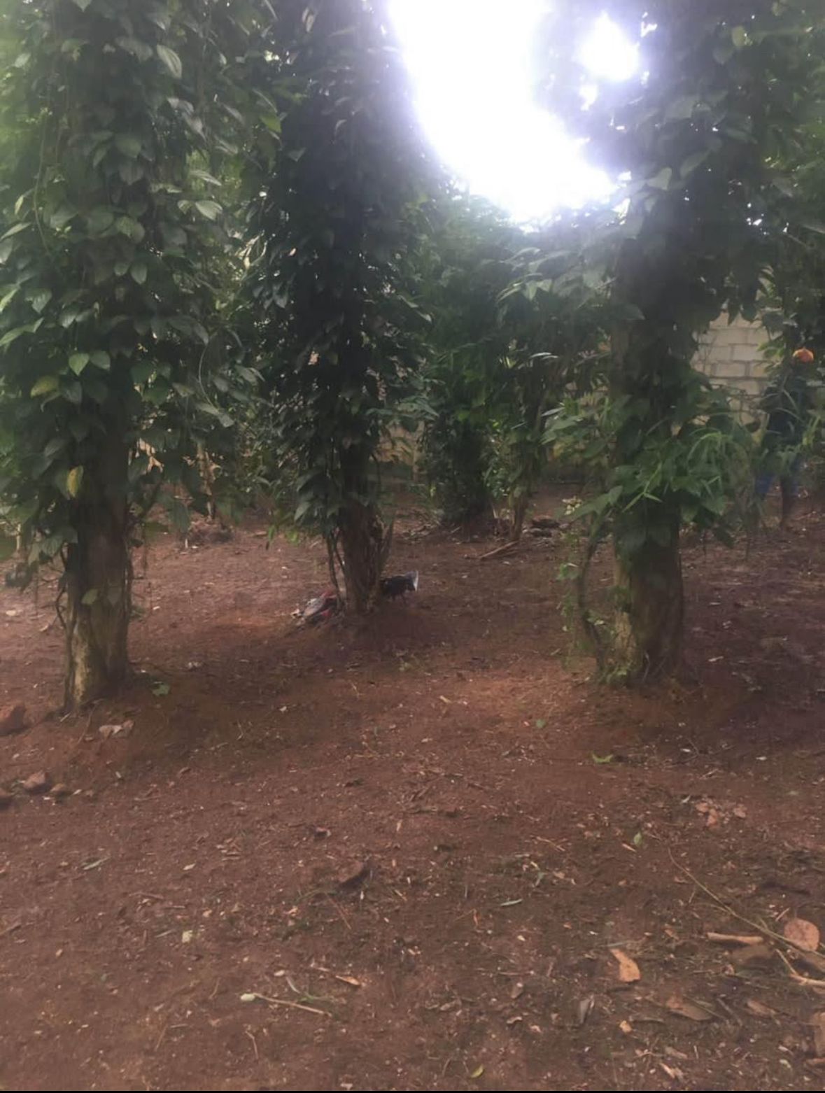 Land for Sale in Rattota, Matale