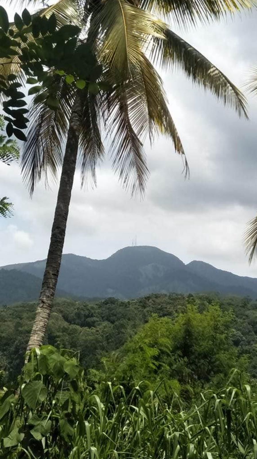 Land for Sale in Rattota, Matale