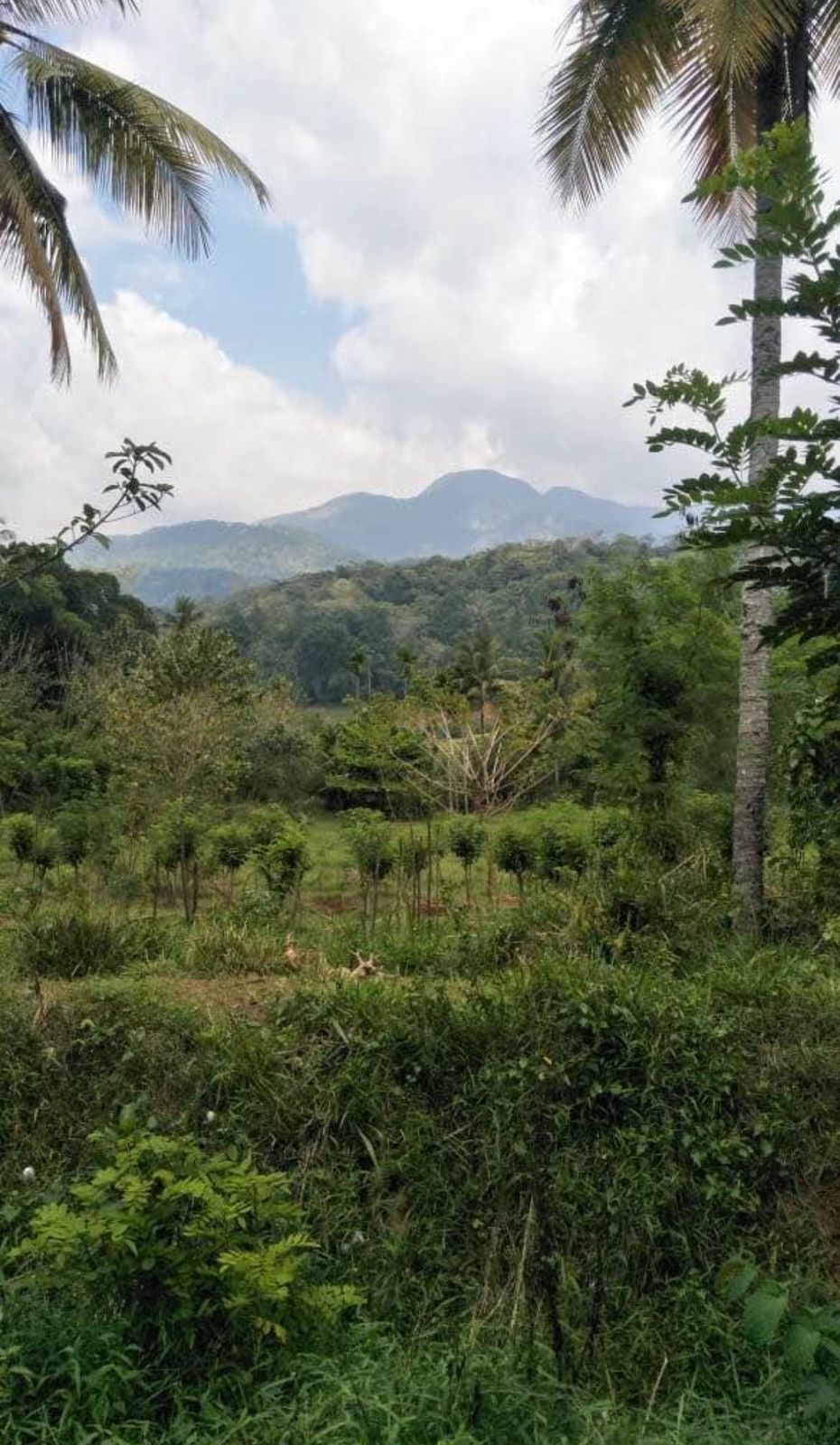 Land for Sale in Rattota, Matale