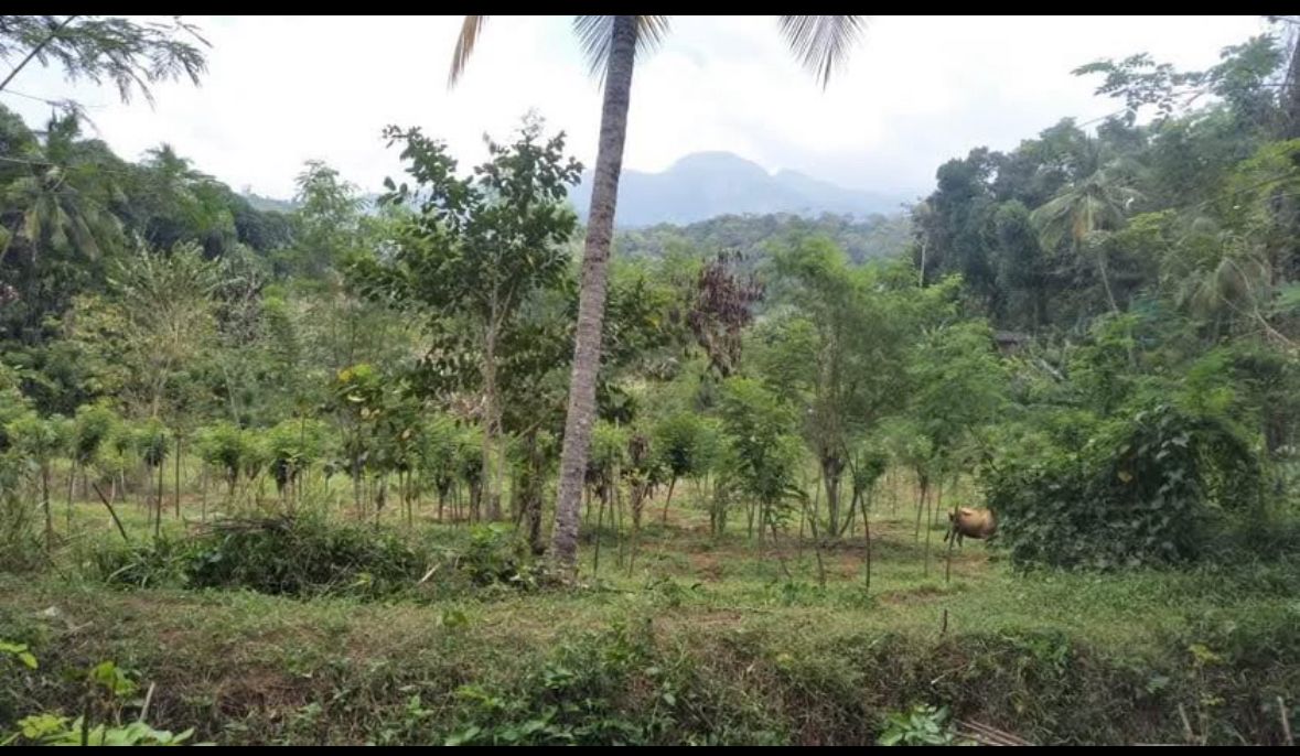 Land for Sale in Rattota, Matale