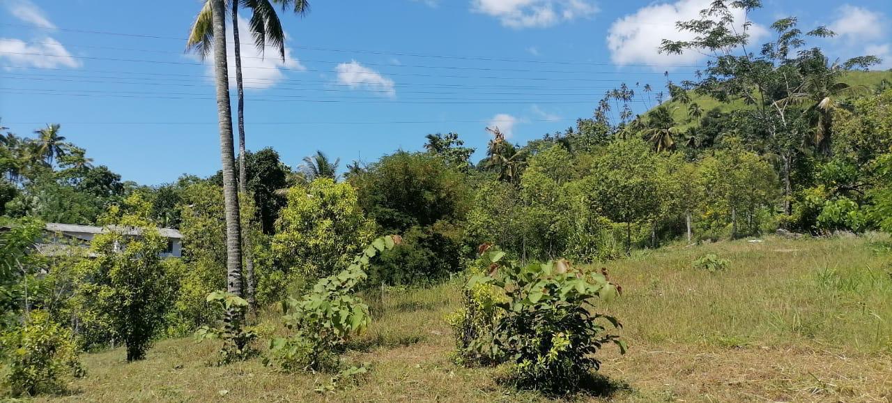 Land for Sale Digana