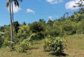 Land for Sale Digana