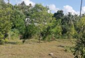 Land for Sale Digana