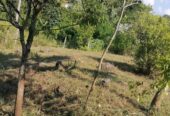 Land for Sale Digana