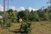 Land for Sale Digana