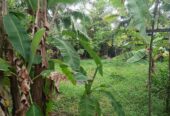 Land For Sale In කුඩමාදුව