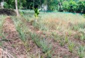Land For Sale in Kirindiwela