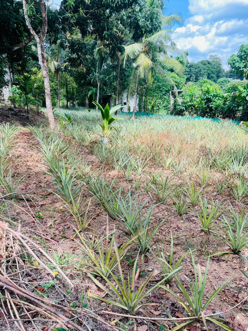 Land For Sale in Kirindiwela