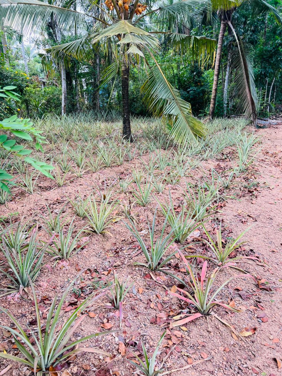 Land For Sale in Kirindiwela