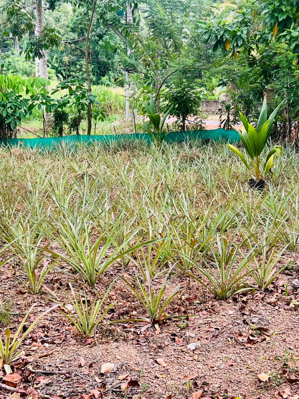 Land For Sale in Kirindiwela