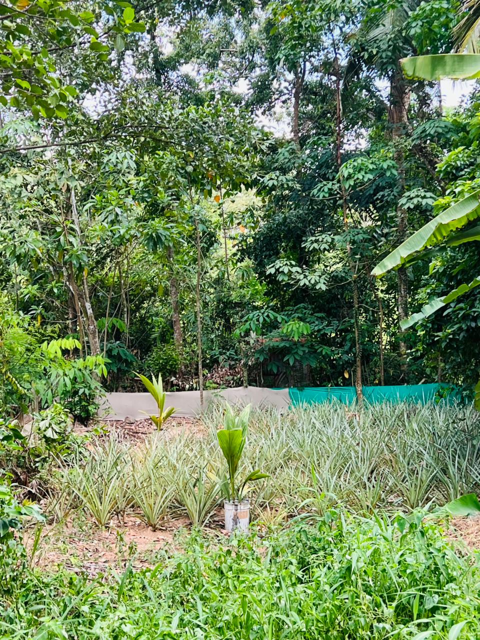 Land For Sale in Kirindiwela