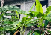 Land For Sale in Kirindiwela