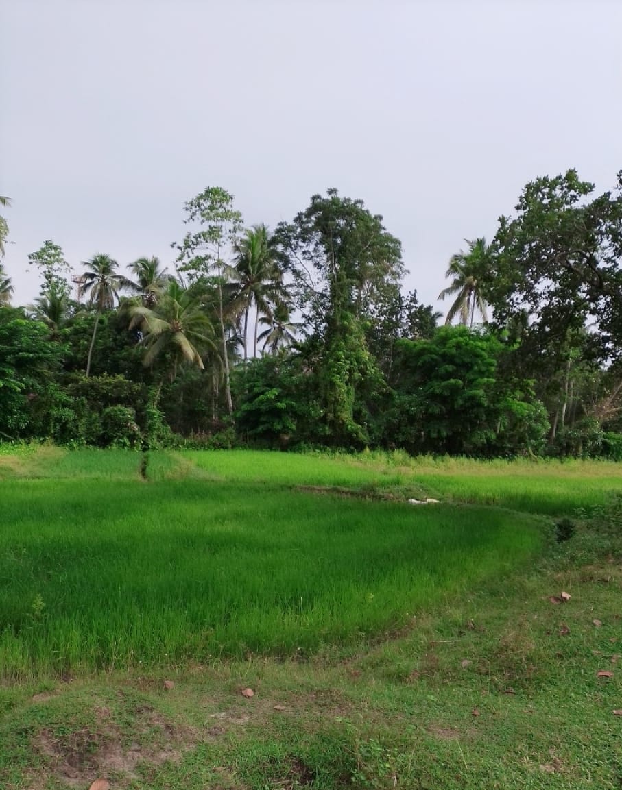 සුන්දර ඉඩමක්‌ විකිනීමට – උඩුගම්පොල