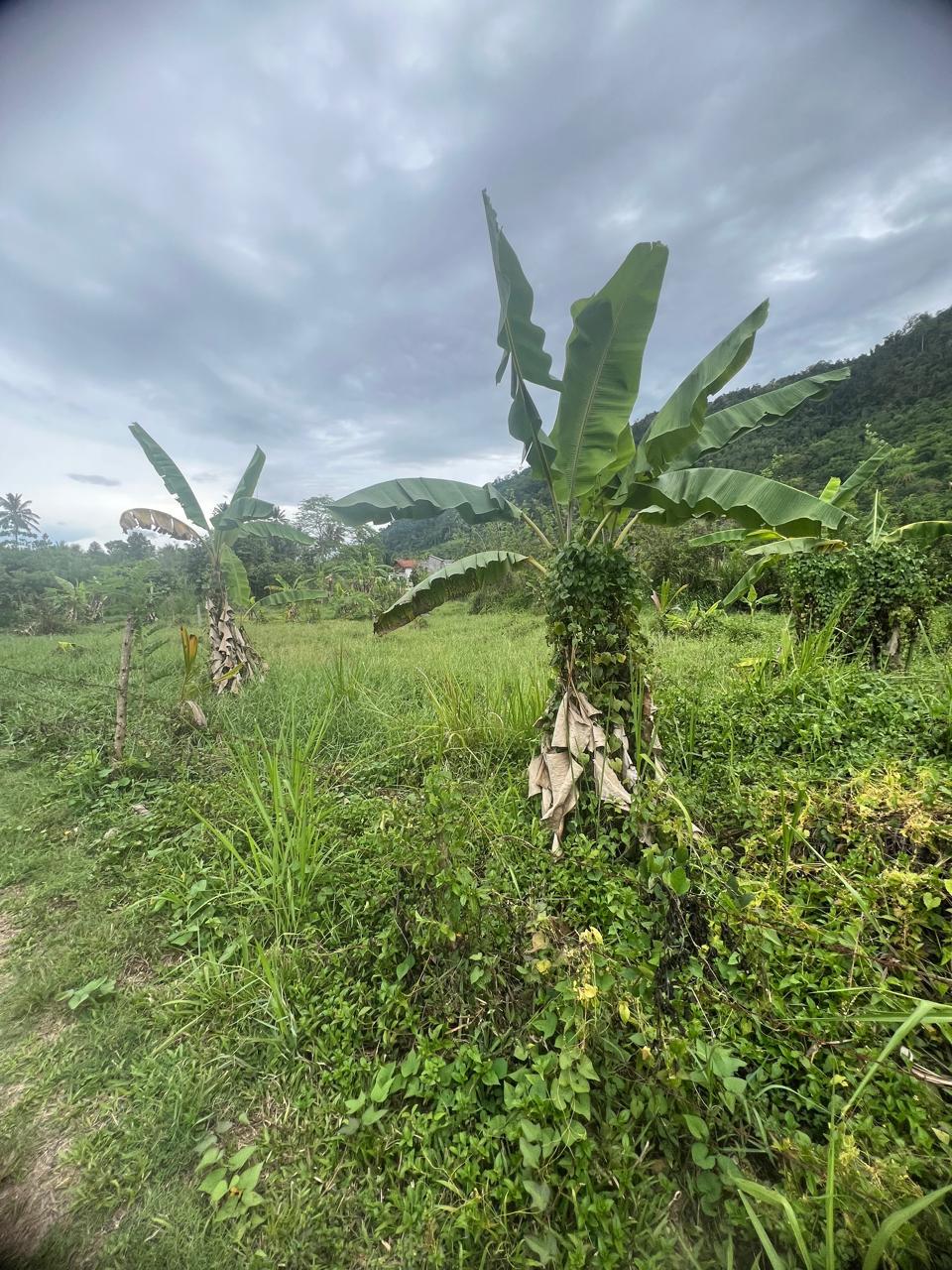 Land for Sale in Mawathagama, Kurunegala