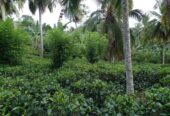 Valuble Land for Sale in Angulugaha