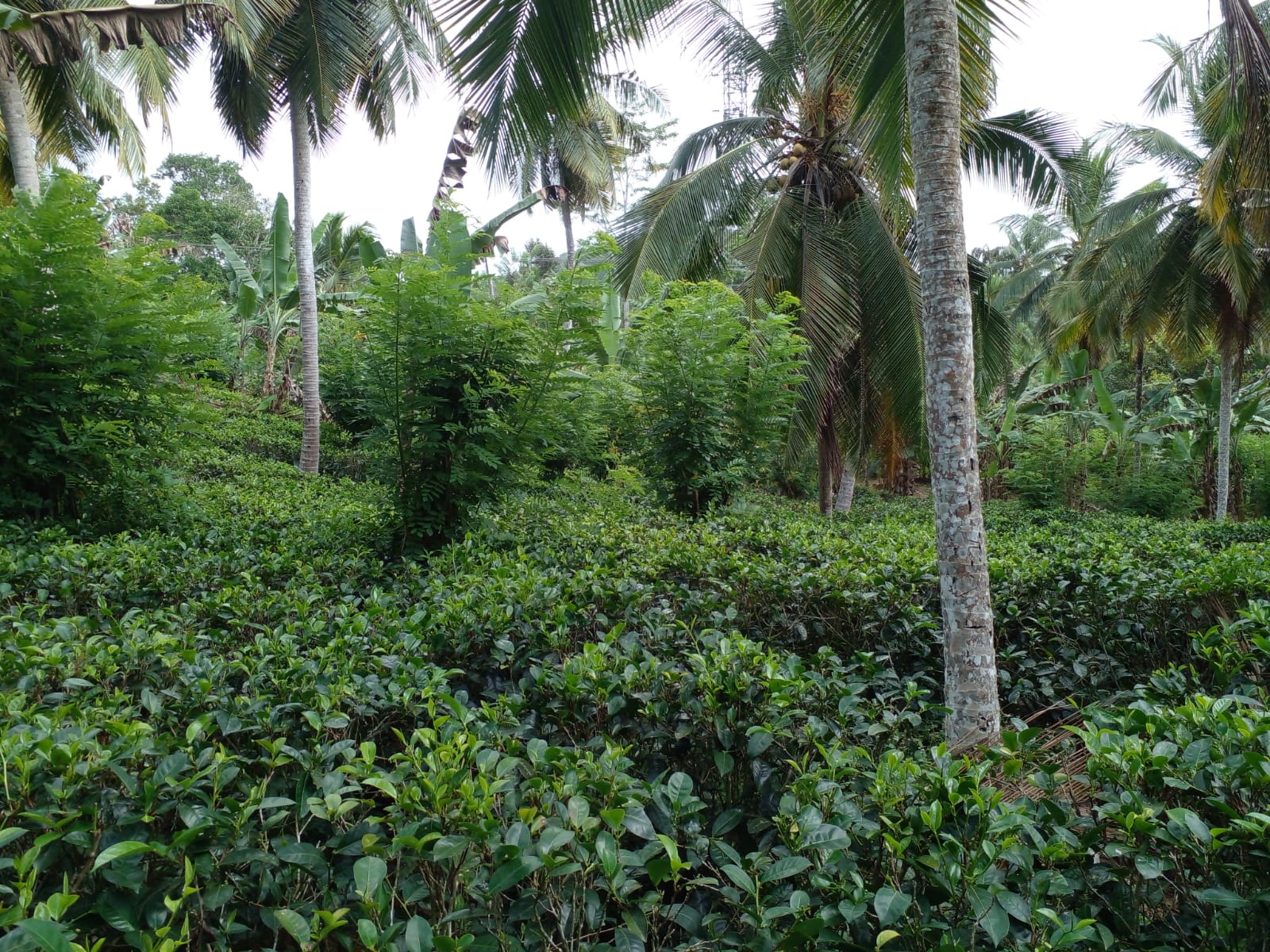 Valuble Land for Sale in Angulugaha