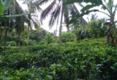 Valuble Land for Sale in Angulugaha