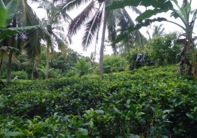 Valuble Land for Sale in Angulugaha