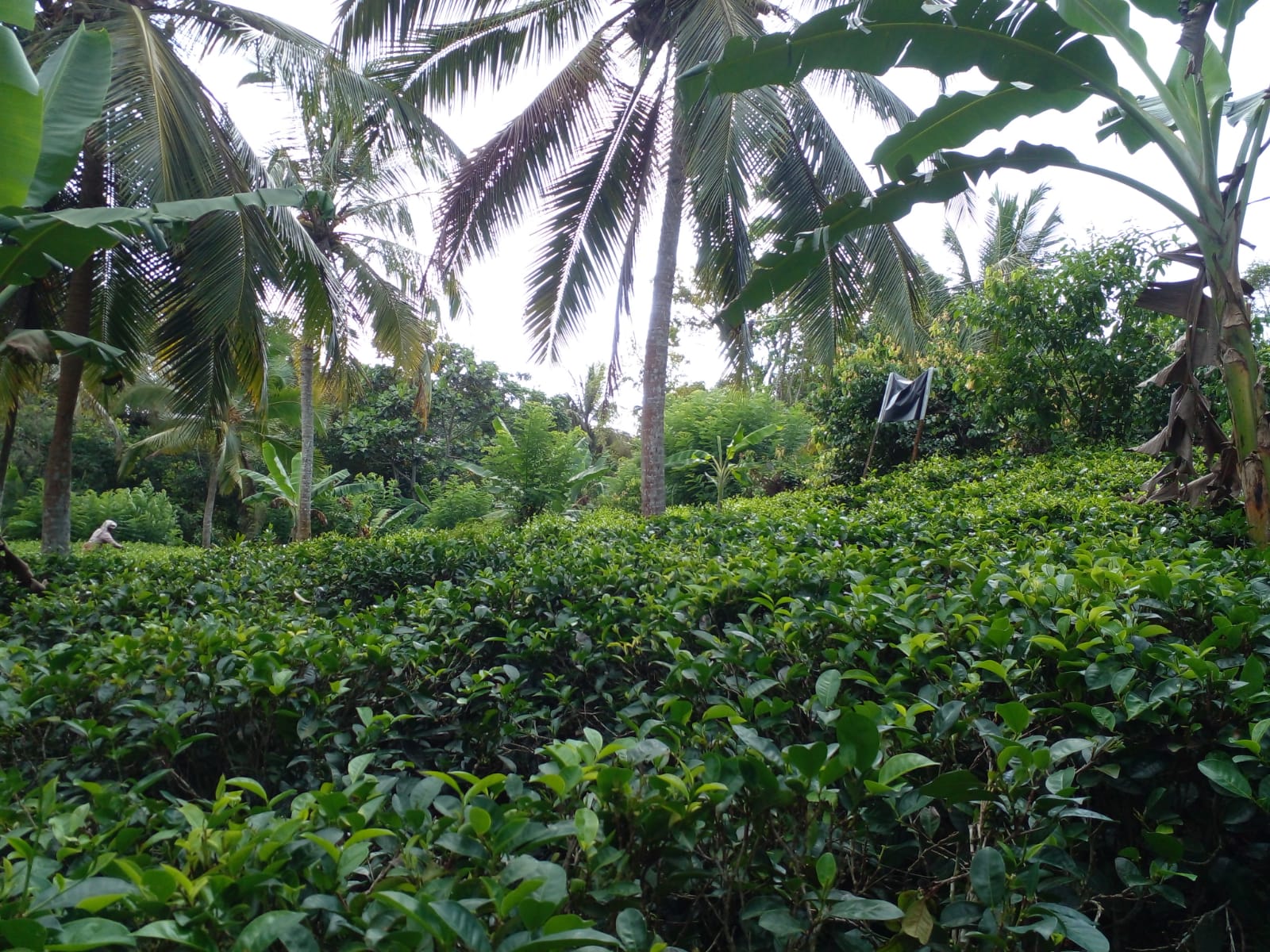 Valuble Land for Sale in Angulugaha