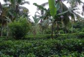 Valuble Land for Sale in Angulugaha