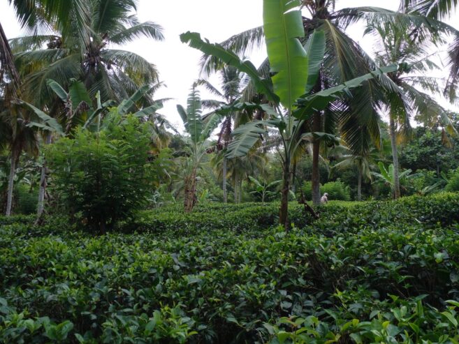 Valuble Land for Sale in Angulugaha