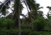 Valuble Land for Sale in Angulugaha