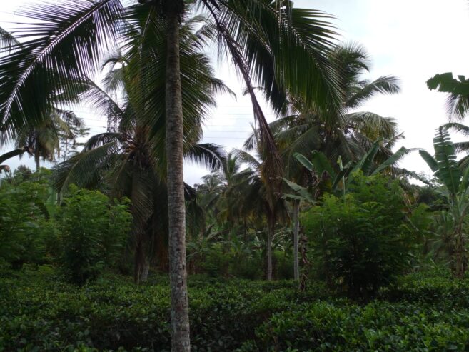 Valuble Land for Sale in Angulugaha