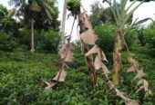 Valuble Land for Sale in Angulugaha
