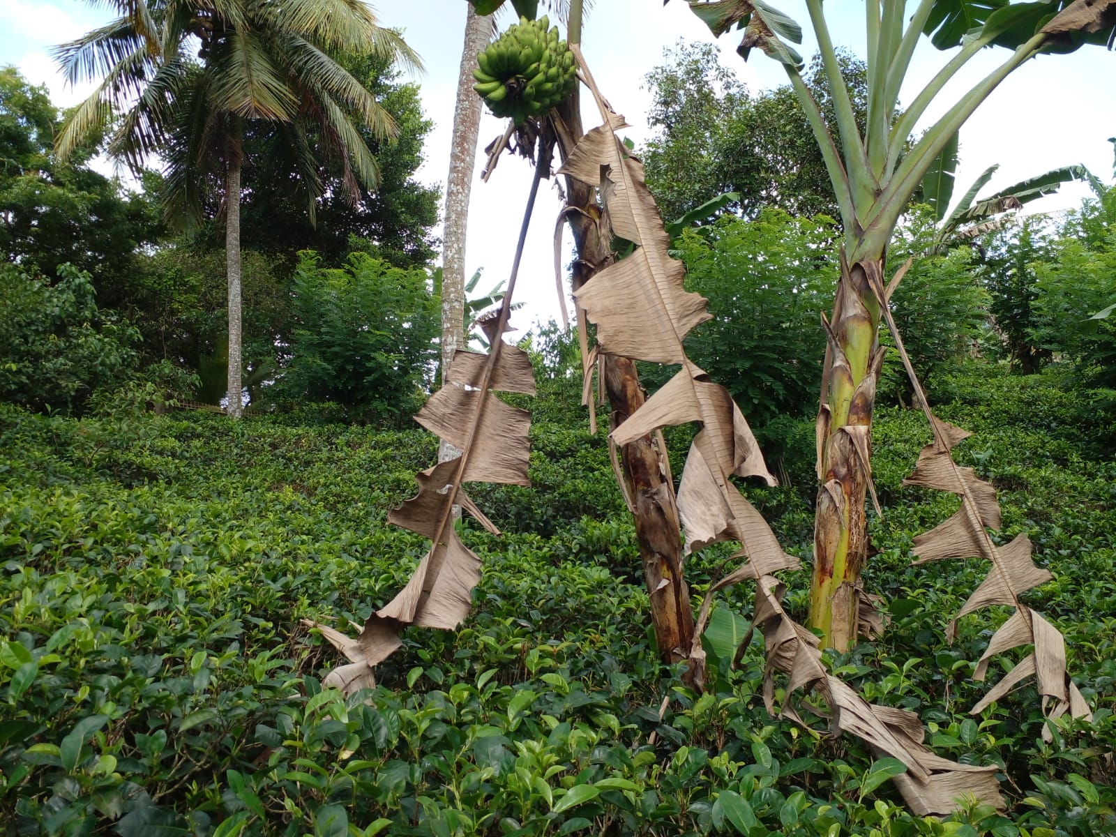 Valuble Land for Sale in Angulugaha