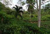Valuble Land for Sale in Angulugaha