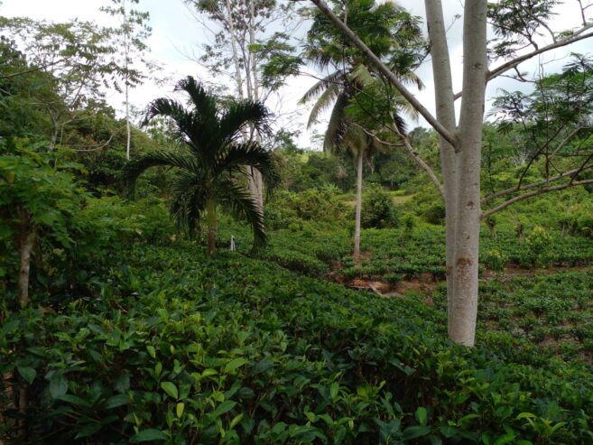 Valuble Land for Sale in Angulugaha