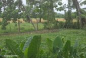 කලුතර වද්දුව Land for Sale