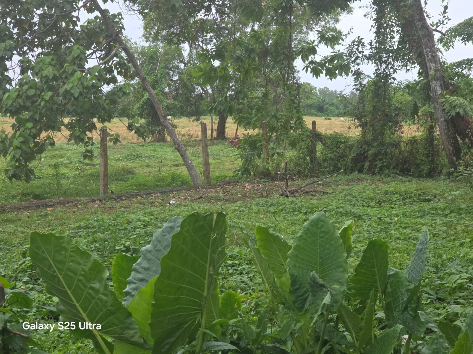 කලුතර වද්දුව Land for Sale