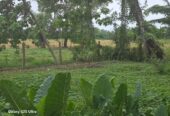 කලුතර වද්දුව Land for Sale