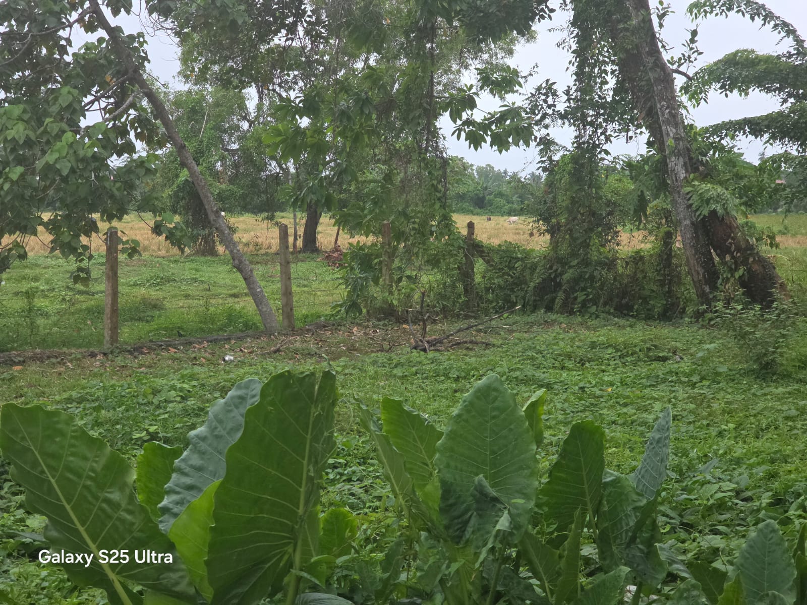 කලුතර වද්දුව Land for Sale