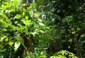 Land with House for Sale in Kurunegala