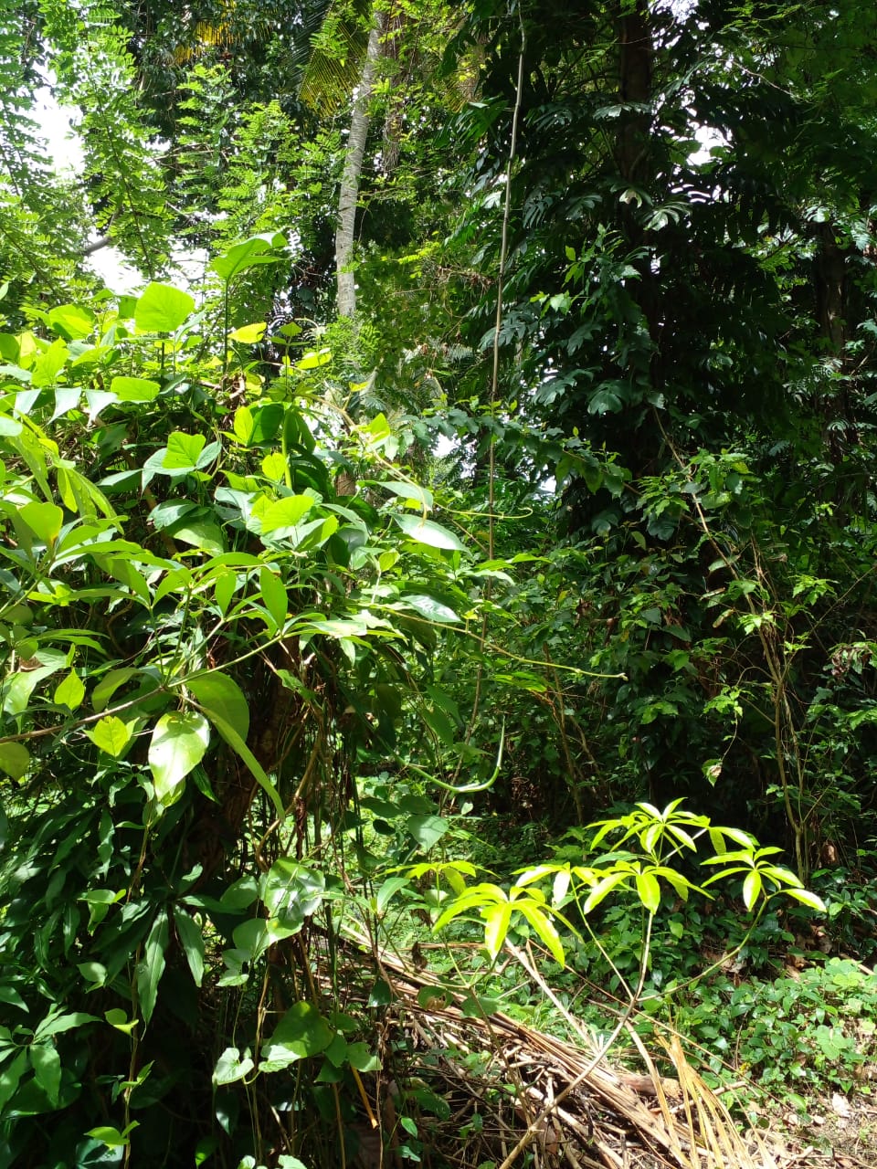 Land with House for Sale in Kurunegala