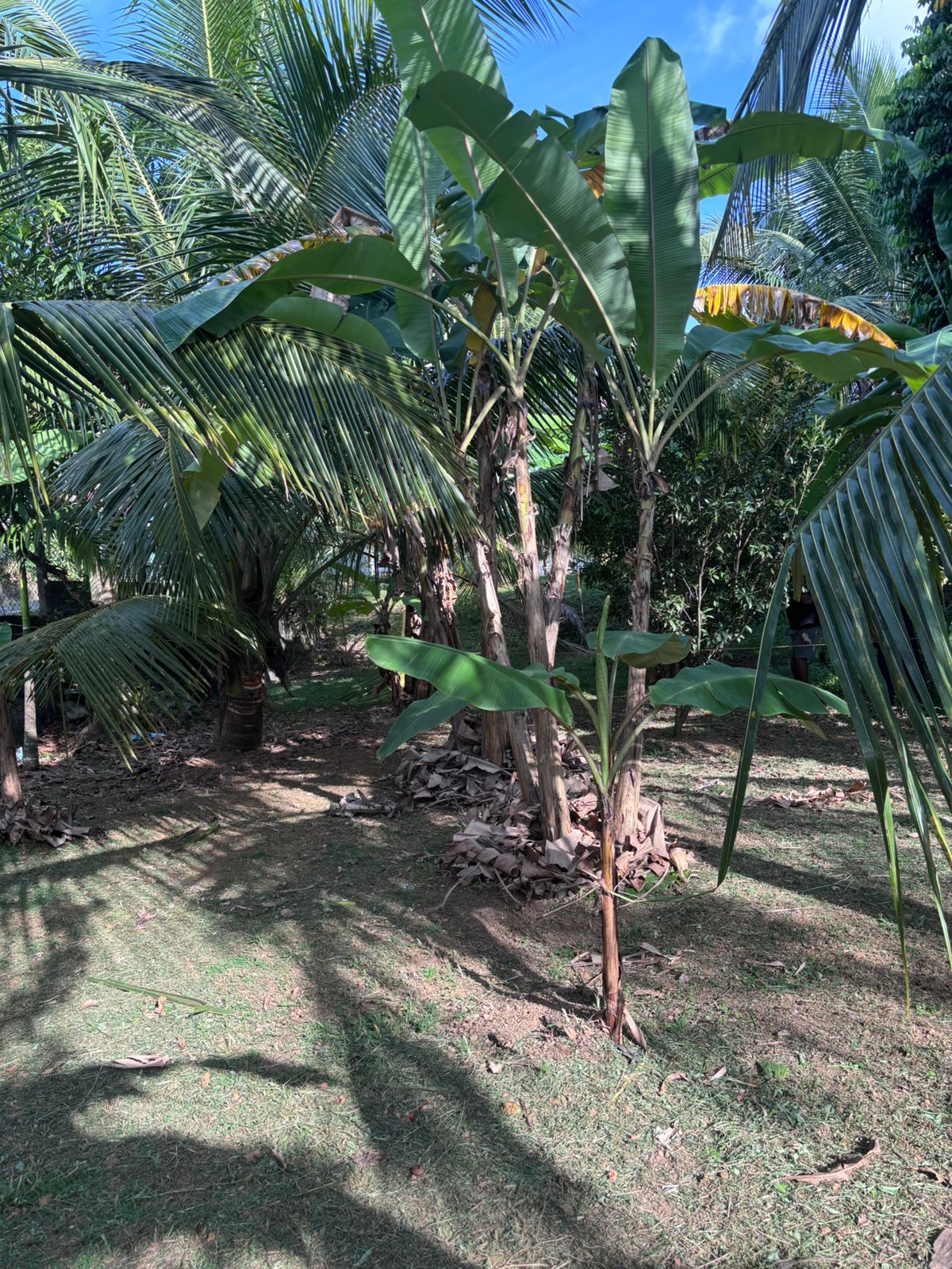 Valuable Land for Sale in Athurugiriya